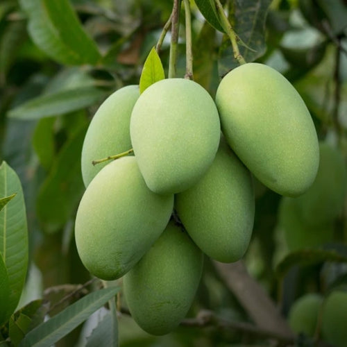 12NoRatol Mangoes Organic Delight Multan