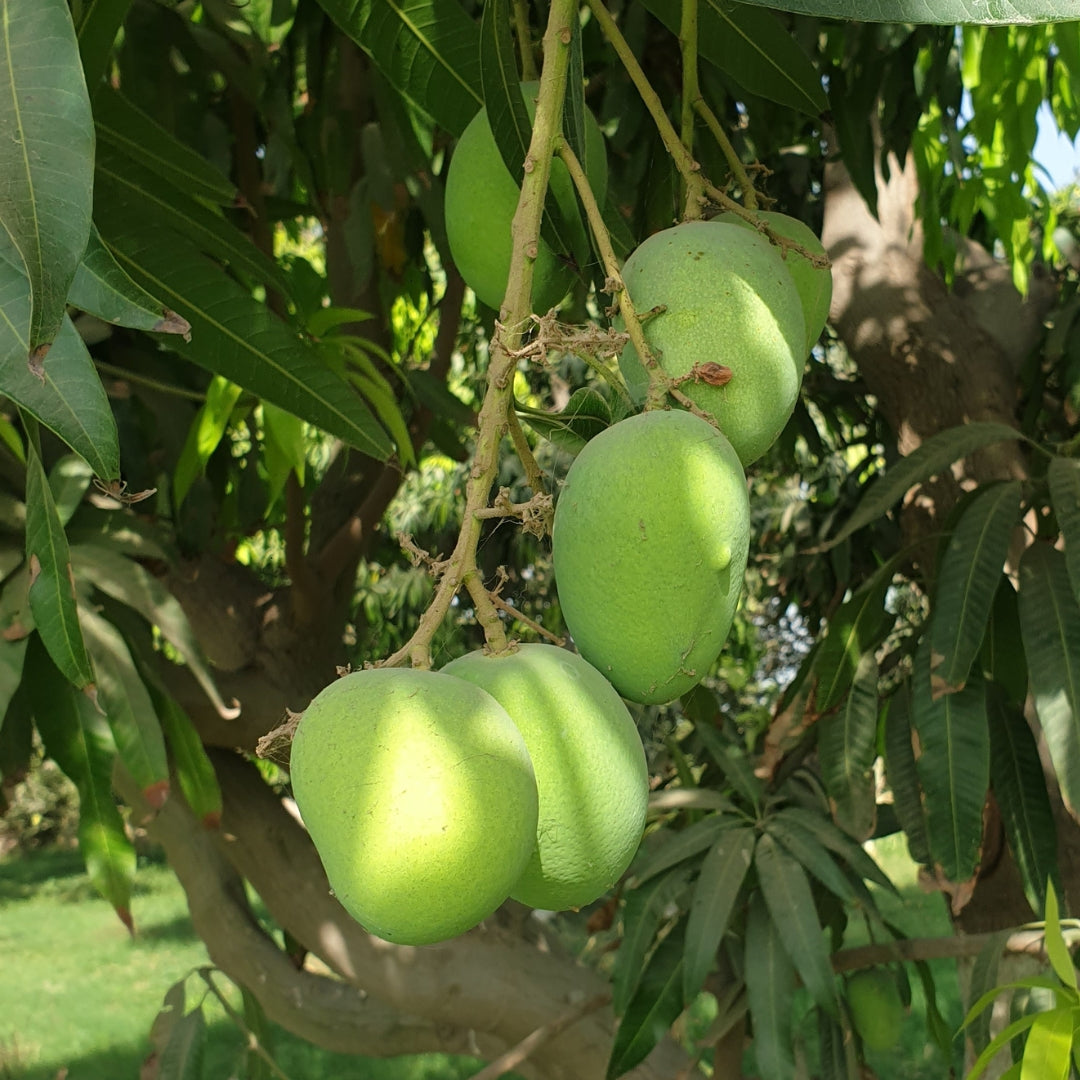 Anwar Ratol Export_Quality_Mangoes_Organic_Delight_Multan