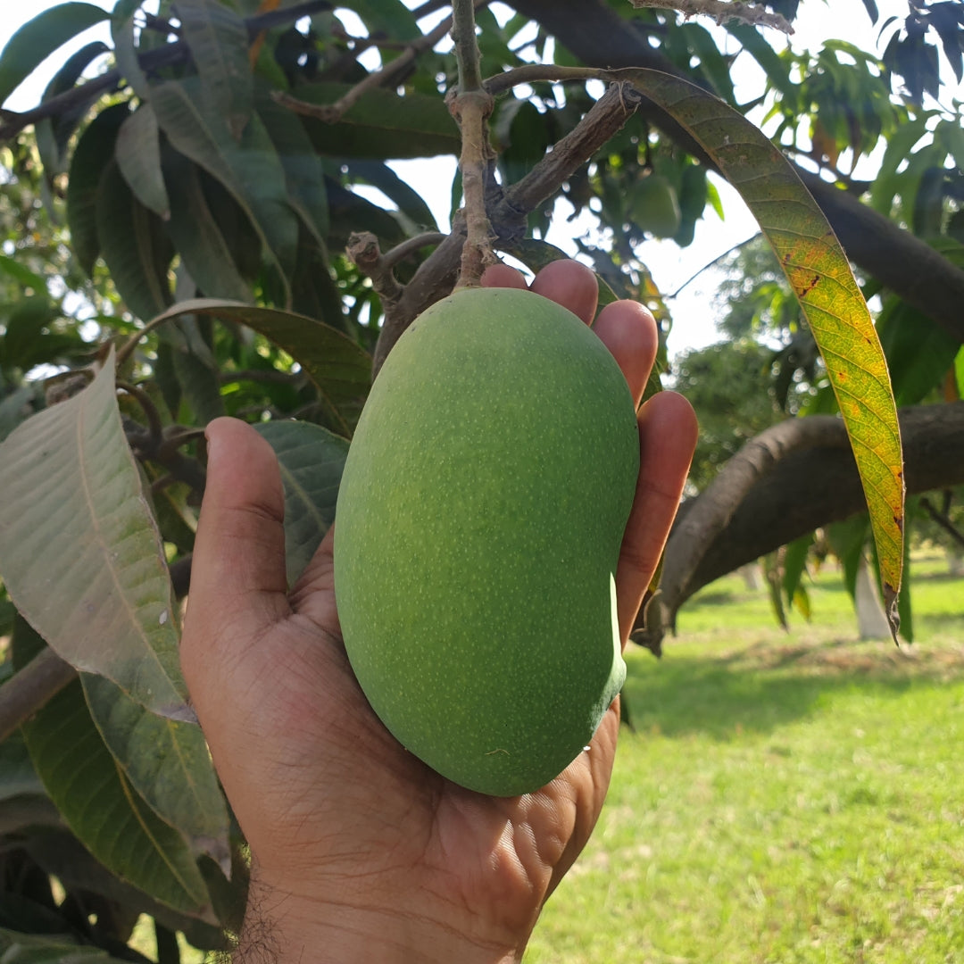 Chaunsa_Export_Quality_Mangoes_Organic_Delight_Multan