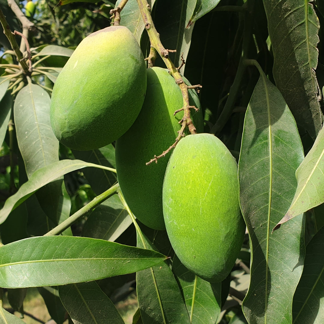 Dussehri_Export_Quality_Mangoes_Organic_Delight_Multan