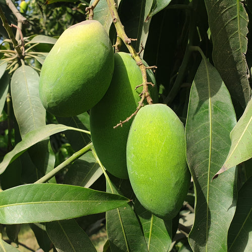 Dussehri_Export_Quality_Mangoes_Organic_Delight_Multan