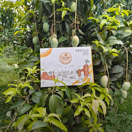 Export Quality Mangoes Organic Delight Multan