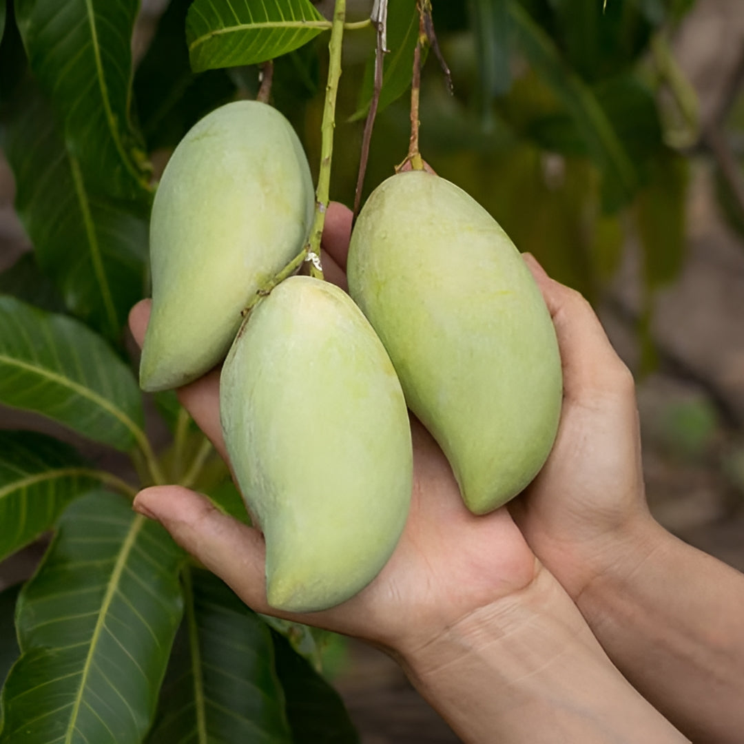 Sindhri_Export_Quality_Mangoes_Organic_Delight_Multan