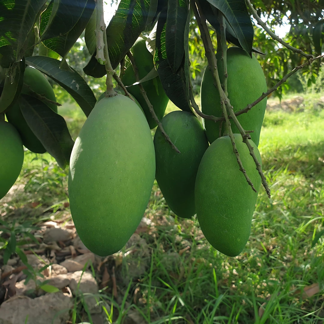 White_Chaunsa_Export_Quality_Mangoes_Organic_Delight_Multan